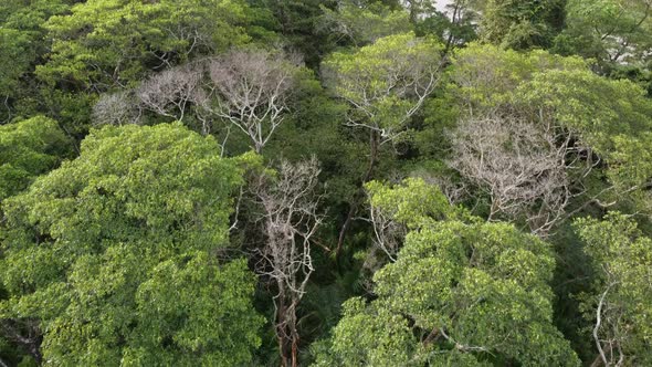 Aerial view dry bare tree