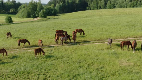 A Big Herd of Young Horses is Grazed on a Green Meadow