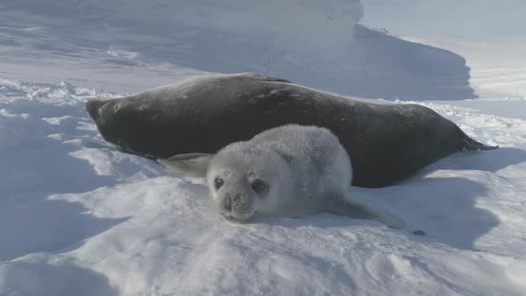 Baby, Adult Weddell Seal Family in Antarctica