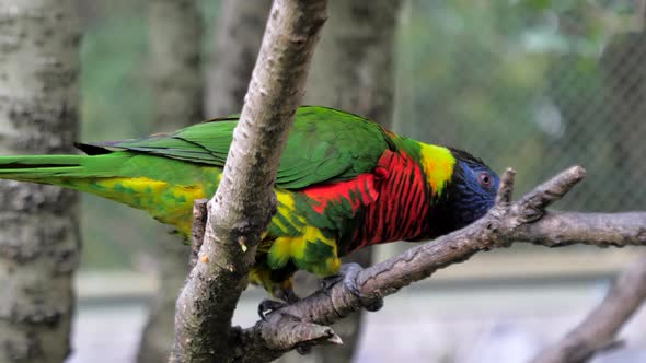 Beautiful Colorful Sun Conure (Aratinga Solstitialis Parrot) Bird on the Tree Branch