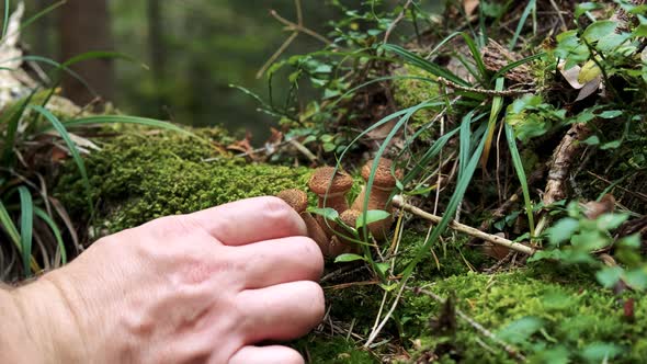 The Mushroom Picker Cuts Mushrooms. Close Up