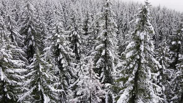 Flying over snow covered forest in Oregon