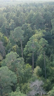 Vertical Video of a Natural Landscape During the Day in the Forest in Summer