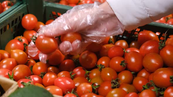 Woman's Hand Chooses Yellow Tomatoes From a Box in the Market