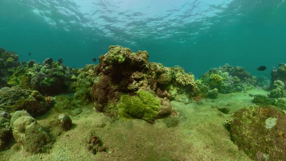 Coral Reef and Tropical Fish