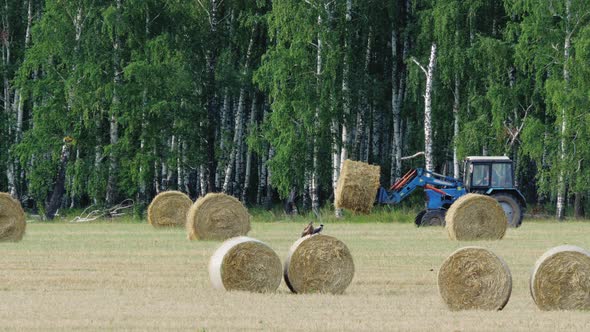 Tractor Carries Bales of Straw Halm Across Field