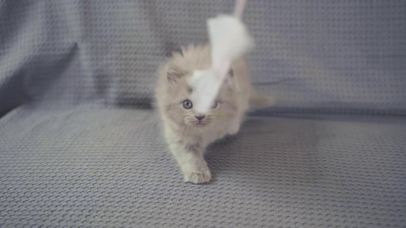 Little Girl Child Playing With Kitten At Home In Room