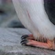 CU Feet of Gentoo Penguin (Pygoscelis papua) chick standing on rock / Cuverville Island, Antarctica - VideoHive Item for Sale