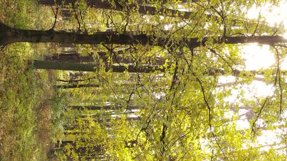 Vertical Video of an Autumn Forest During the Day in Ukraine