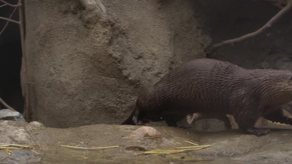 otter dives into pond slomo