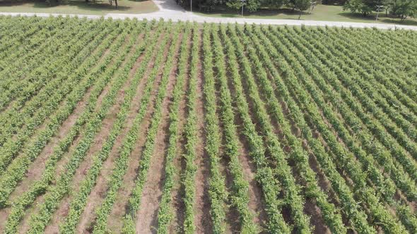 Aerial flight over beautiful vineyard landscape in Kvareli, Georgia