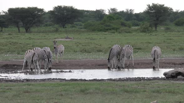 Herd of zebras around a waterhole