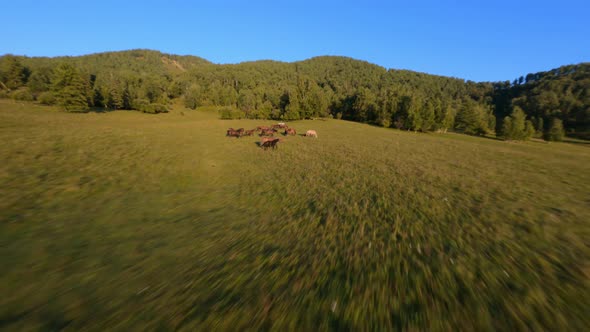 Aerial Dynamic View Wild Horses Foals Herd Grazing on Autumn Grass at Mountain Evening