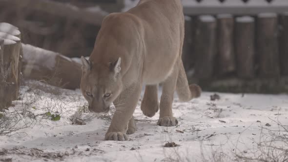 Puma in the Woods Mountain Lion Single Cat on Snow