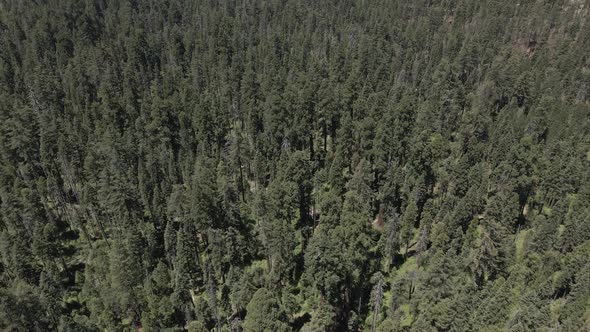 Big Sequoia Mountains Trees
