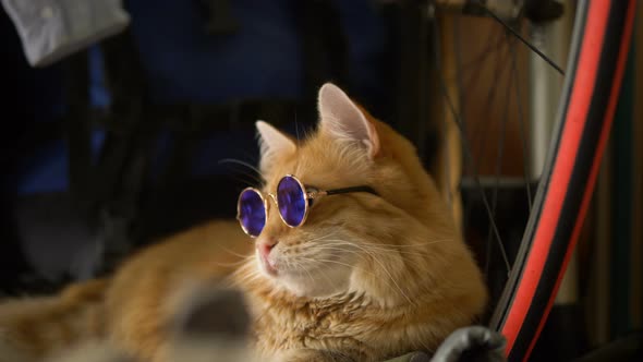 Red Cat in Round Glasses Lies on Floor Near Bicycle at Home