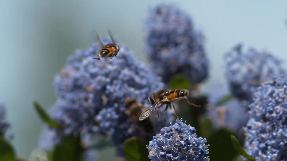 Drone Fly, eristalis sp., Adut in Flight, Flower in Normandy, Slow motion