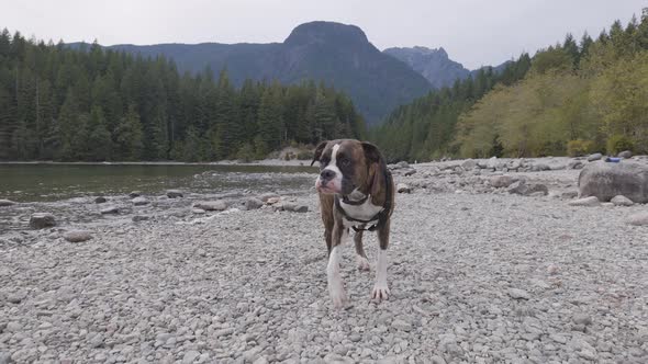 Cute Dog Boxer Playing on Rocky Beach in Canadian Nature