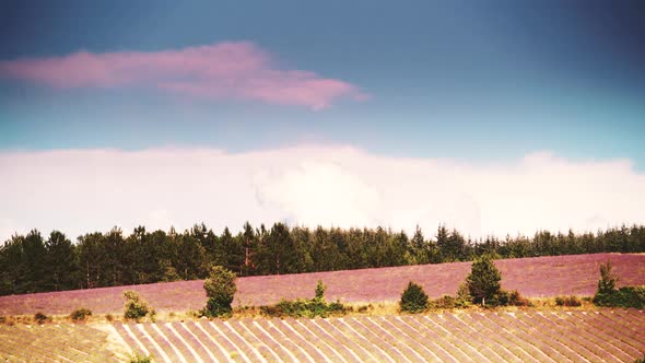 Provence Lavender Fields, France. Timelapse