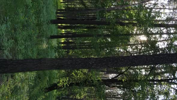 Vertical Video of a Forest with Pine Trees