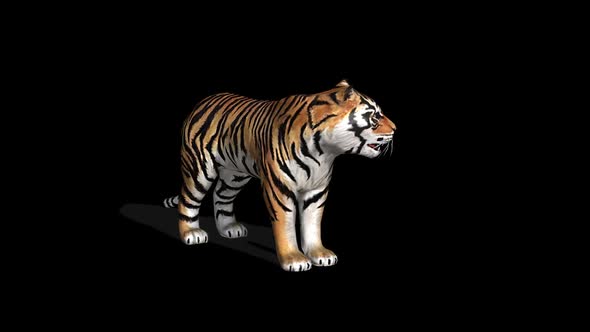 Tiger Idle