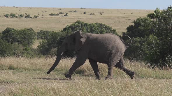 980650 African Elephant, loxodonta africana, Adult running through savannah, Masai Mara Park in Keny