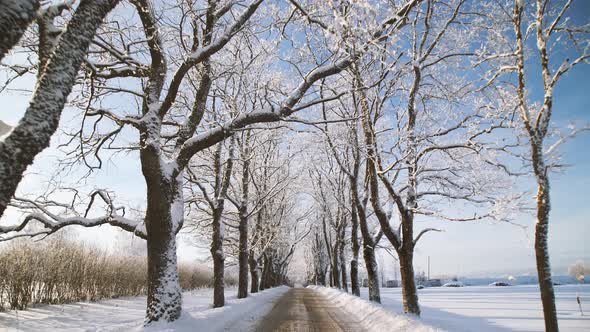Snowy avenue with trees in winter on sunny day, point of view shot