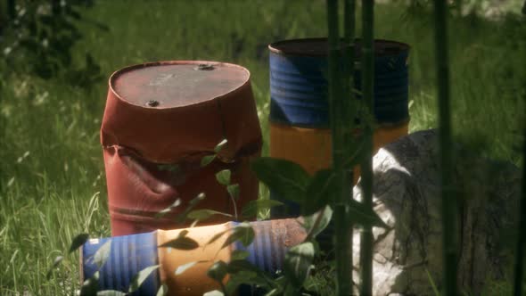 Rusty Barrels in Green Forest alt