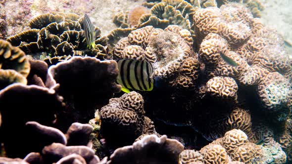 Pair of Eightbanded Butterflyfish in White Variation or Eightstriped Butterflyfish is a Species of