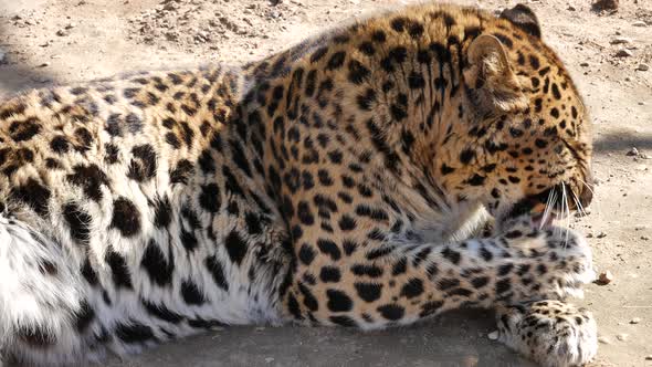 Lerpard Licks His Front Paw.