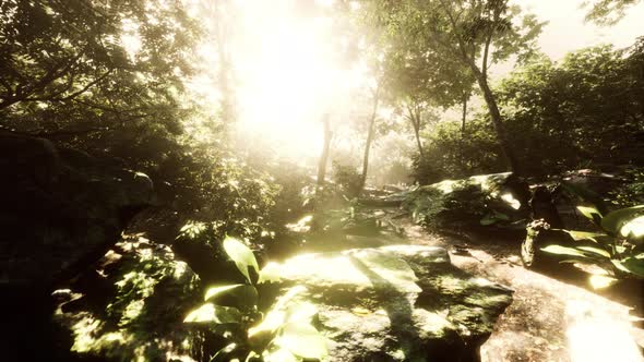 Hyperlapse of Tropic Rainforest Jungle with Fog and Sun Rays