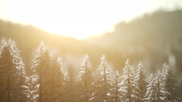 Splendid Christmas Scene in the Mountain Forest. Colorful Winter Sunrise