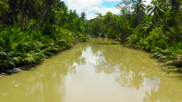 River in the Jungle