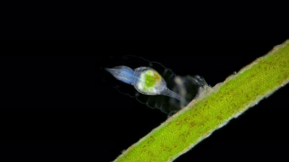 Rotifera Stephanoceros Fimbriatus Under the Microscope Family Collothecidae