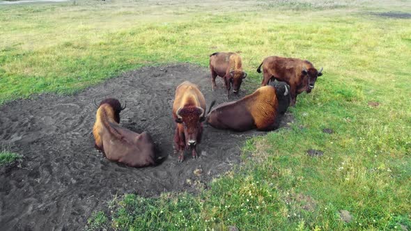 Herd of American Bison in Wild Nature at Meadow Wildlife Safari Animal Breeding Ecology Exploration