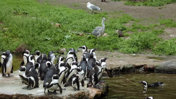 Grey Heron And African Penguins At The Gdańsk Zoo In Poland - wide shot