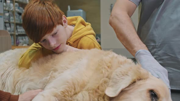 Ill Golden Retriever Dog At Vet Clinic