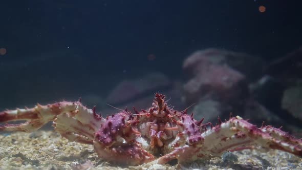 Big Crab on the Bottom of the Aquarium