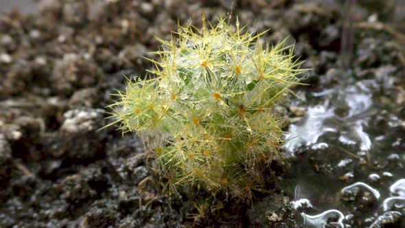 Man Watering Cactus