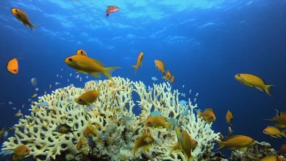 Underwater Sea Tropical Life