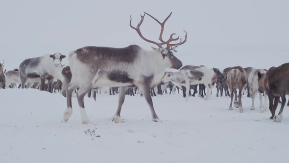 Reindeer in the Tundra