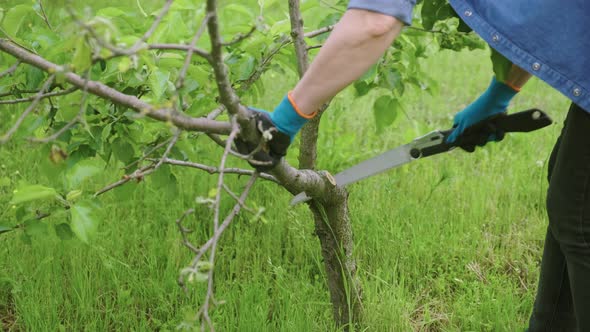 Woman Gardener Sawing Dry Branch on an Apple Tree with Handheld Garden Saw