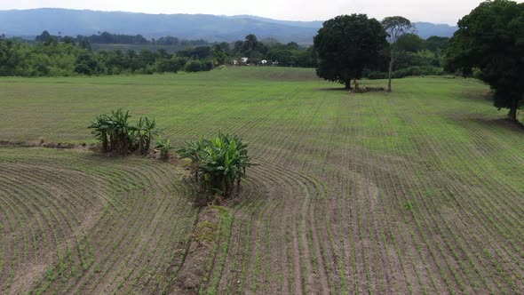 Freshly sown corn plantation