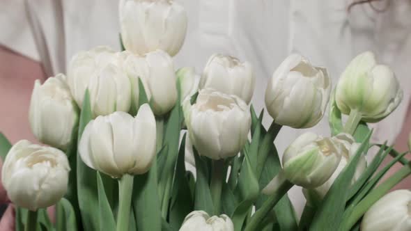 Close Up of Hands Touching White Tulips