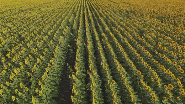 Sunflower Field