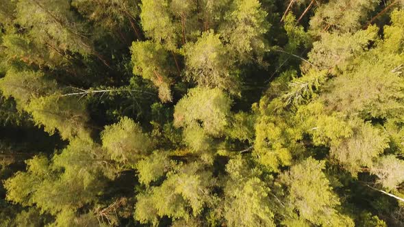 Flight Over the Green Forest