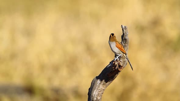 Black-crowned Tchagra in Kruger National park, South Africa