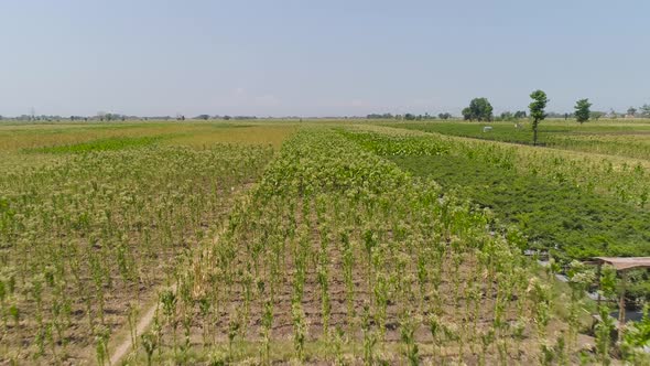 Tobacco Plantation in Indonesia