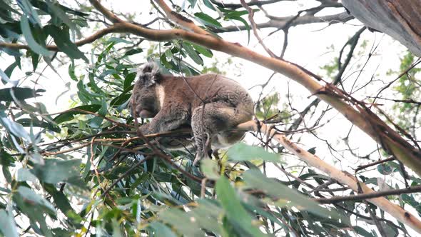 Koala on a Tree Along the Great Ocean Road Australia
