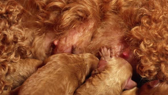 Poodle Puppies Nursing